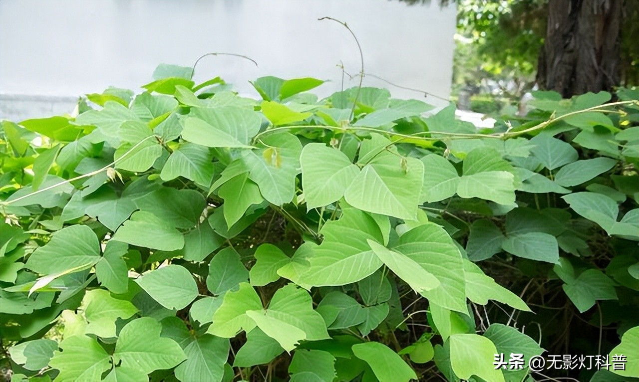 美国野生葛根泛滥,野葛根美国