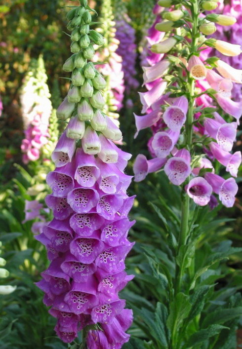 适合春季赏花的花,视觉盛宴五种赏花名花供您选择