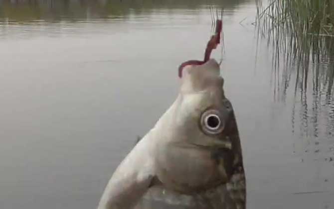 钓黄金鲫鱼用什么钩好,春天钓鲫鱼的正确方法与技巧