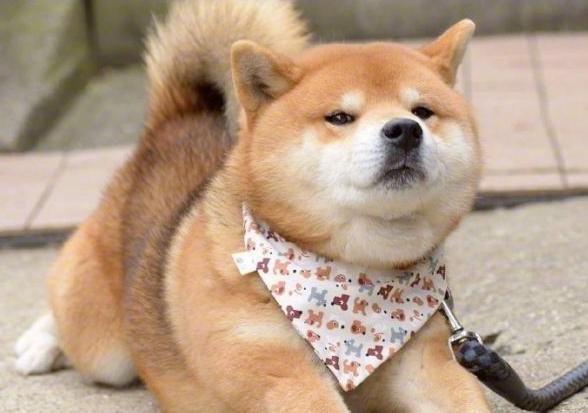 柴犬呕吐是怎么回事,小柴犬呕吐是怎么回事