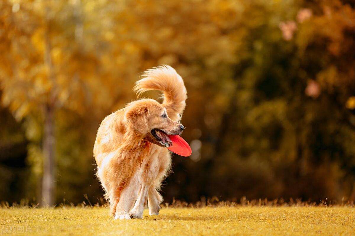 养狗注意事项小区温馨提示,养狗的注意事项及禁忌