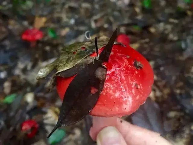 云南红菇好吃吗,云南山野红菇