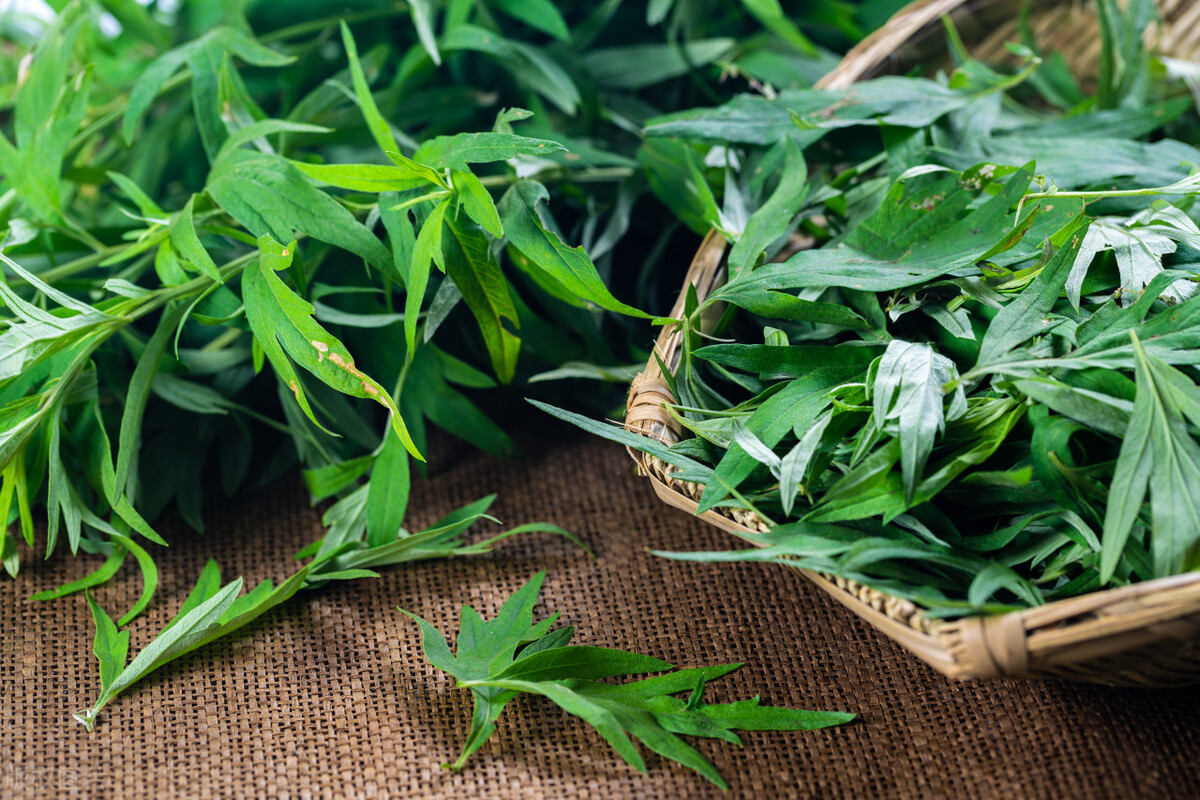 哪些草可以做青团又简单,哪些野菜可以做青团