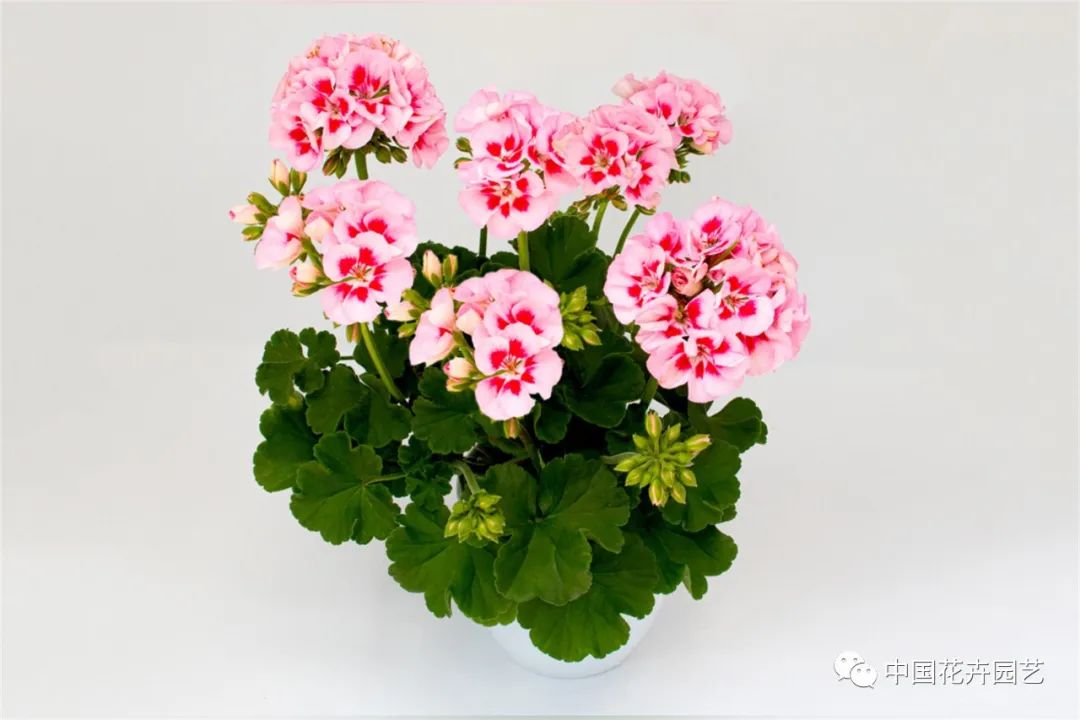 鑺卞崏鍝佺灞曠ず,鏂颁紭鑺卞崏鍝佺灞曠ず