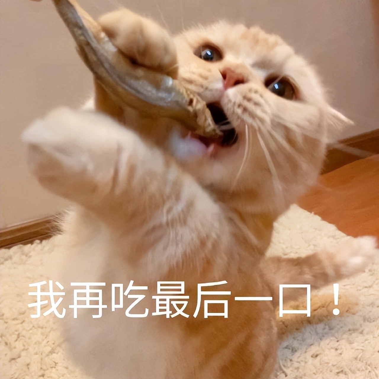 猫咪太瘦了怎么养增肥,猫咪太小太瘦了怎么办