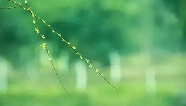 柔丝弄早春,柳枝婀娜醉春风,期盼好事要发生