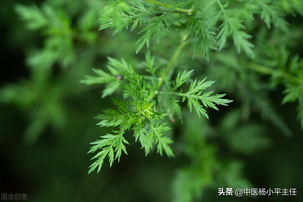祛除体内湿热，张仲景这三味药，清热利胆很好用
