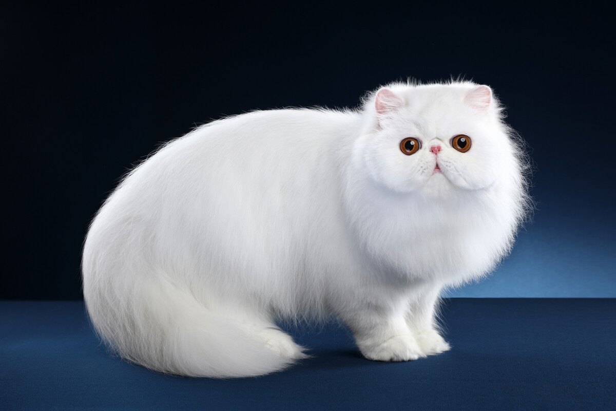 世界上最可爱的6种猫咪,世界上最可爱的三种猫咪