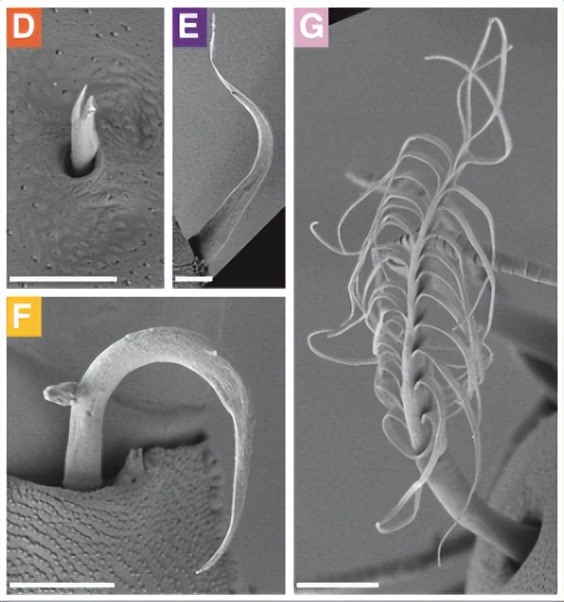 甲壳类动物断肢能再生吗,甲壳类动物肢体再生