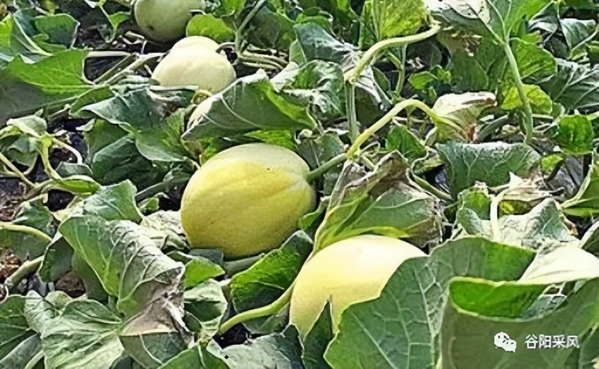 固镇美味香喷喷的小香瓜,话说固镇之722)