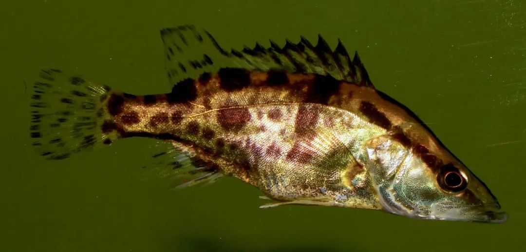 黑龙江三花五罗十八子图片,黑龙江名鱼三花五罗