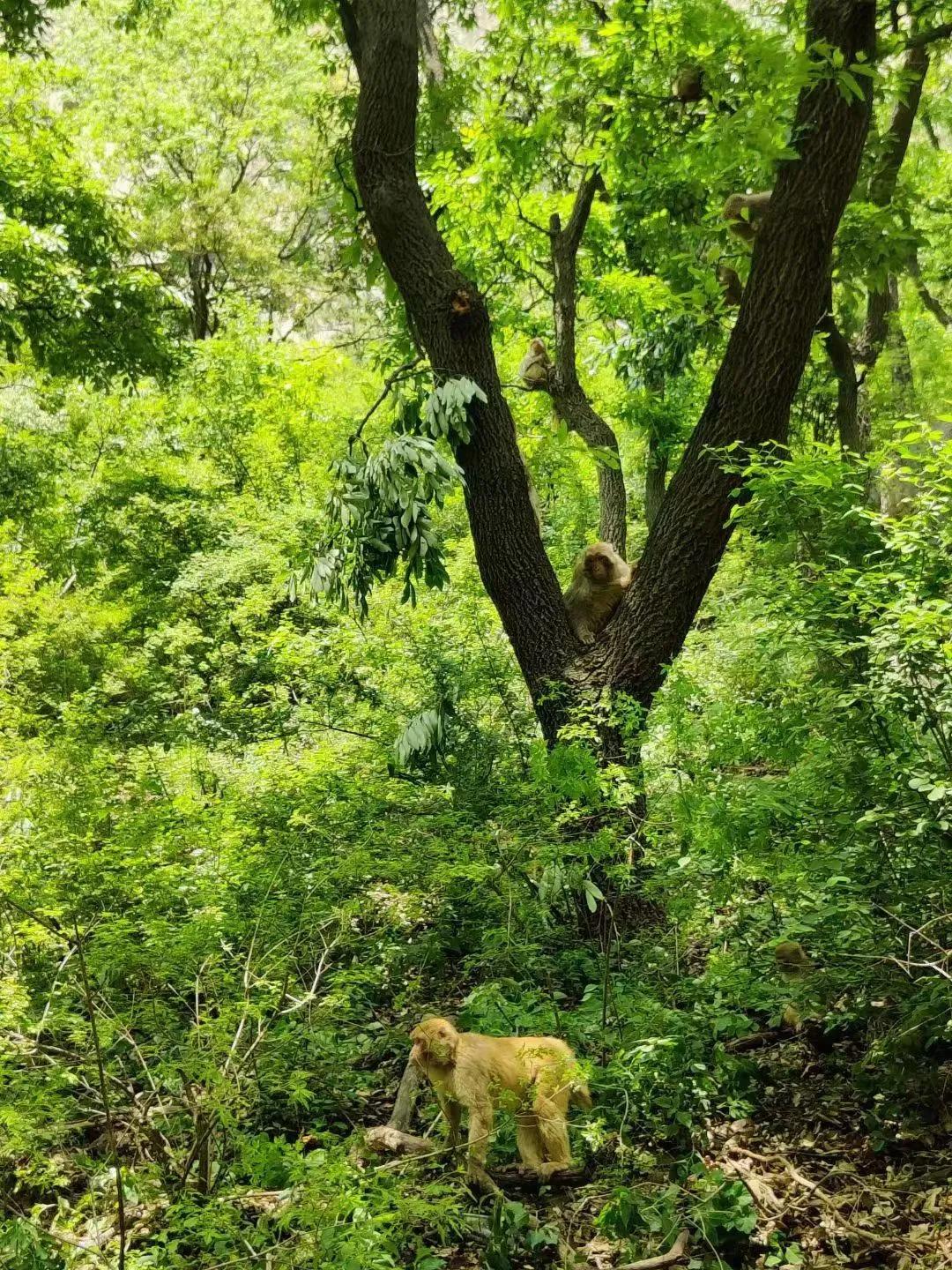 山西晋城蟒河自然风景保护区,青山绿水山西蟒河