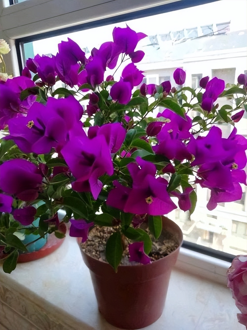 10种公认最好养的花三角梅,十种勤花三角梅