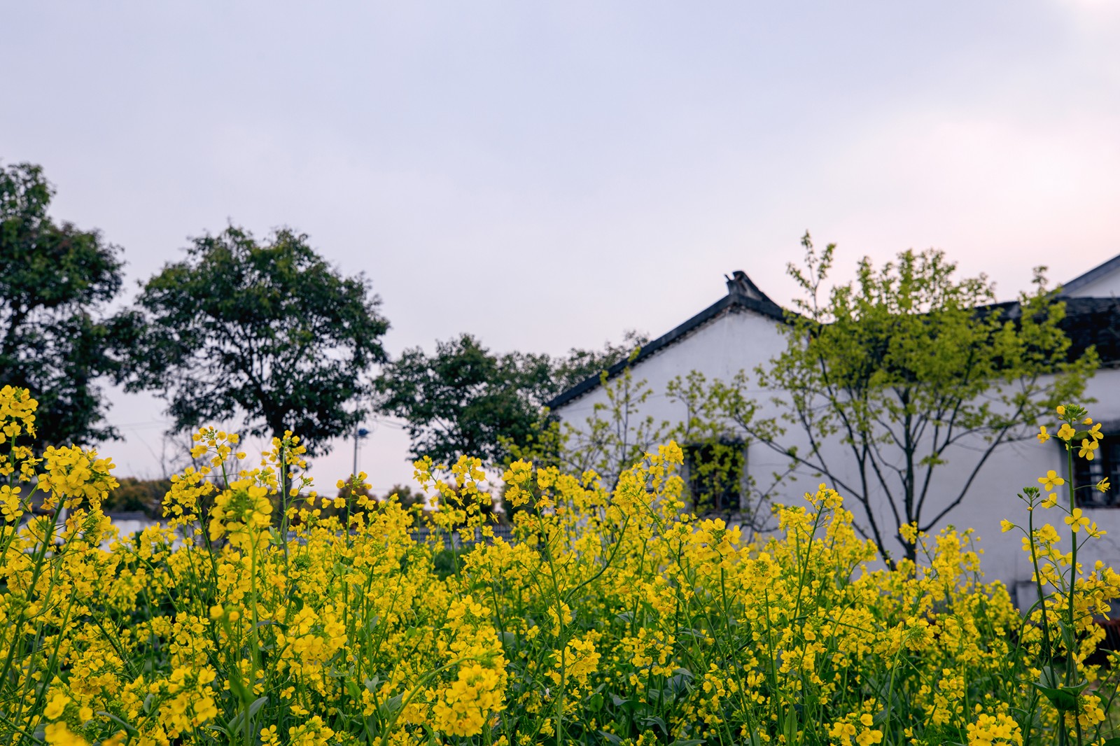 沙家浜景区诗句,沙家浜芦荡在什么地方