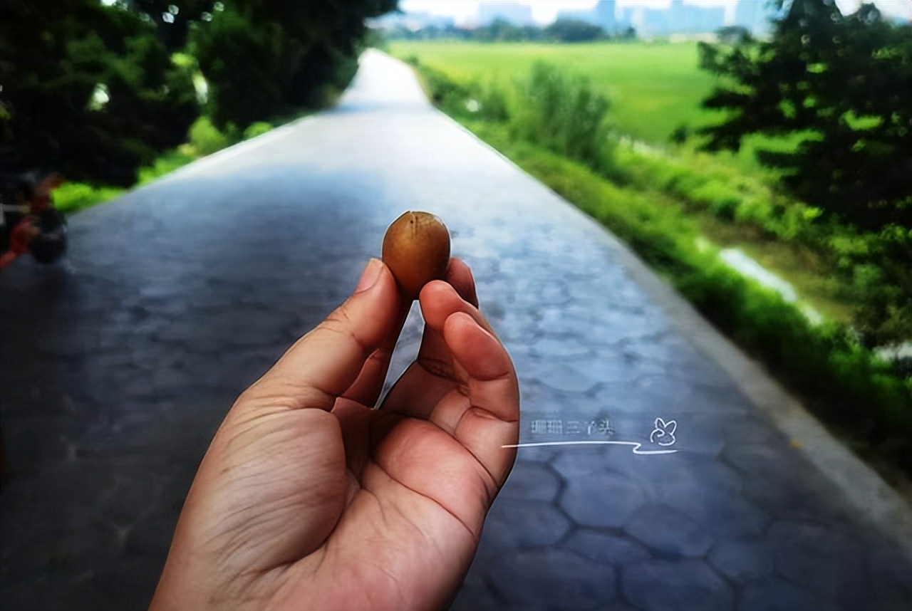 广州轮渡旅游攻略大全,广州旅游攻略必去的10个岛