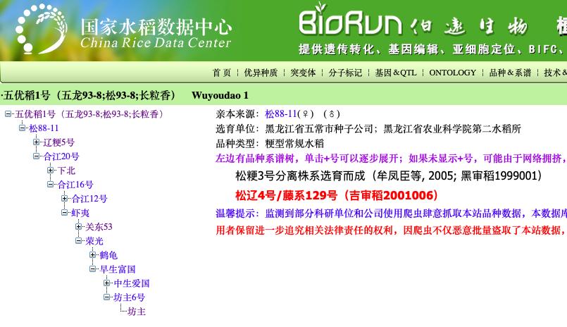 揭秘真正的五常大米,正宗东北五常大米有什么特征