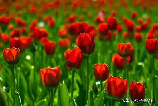 郁金香的花貌和郁金香的花语,各种颜色郁金香的花语是什么