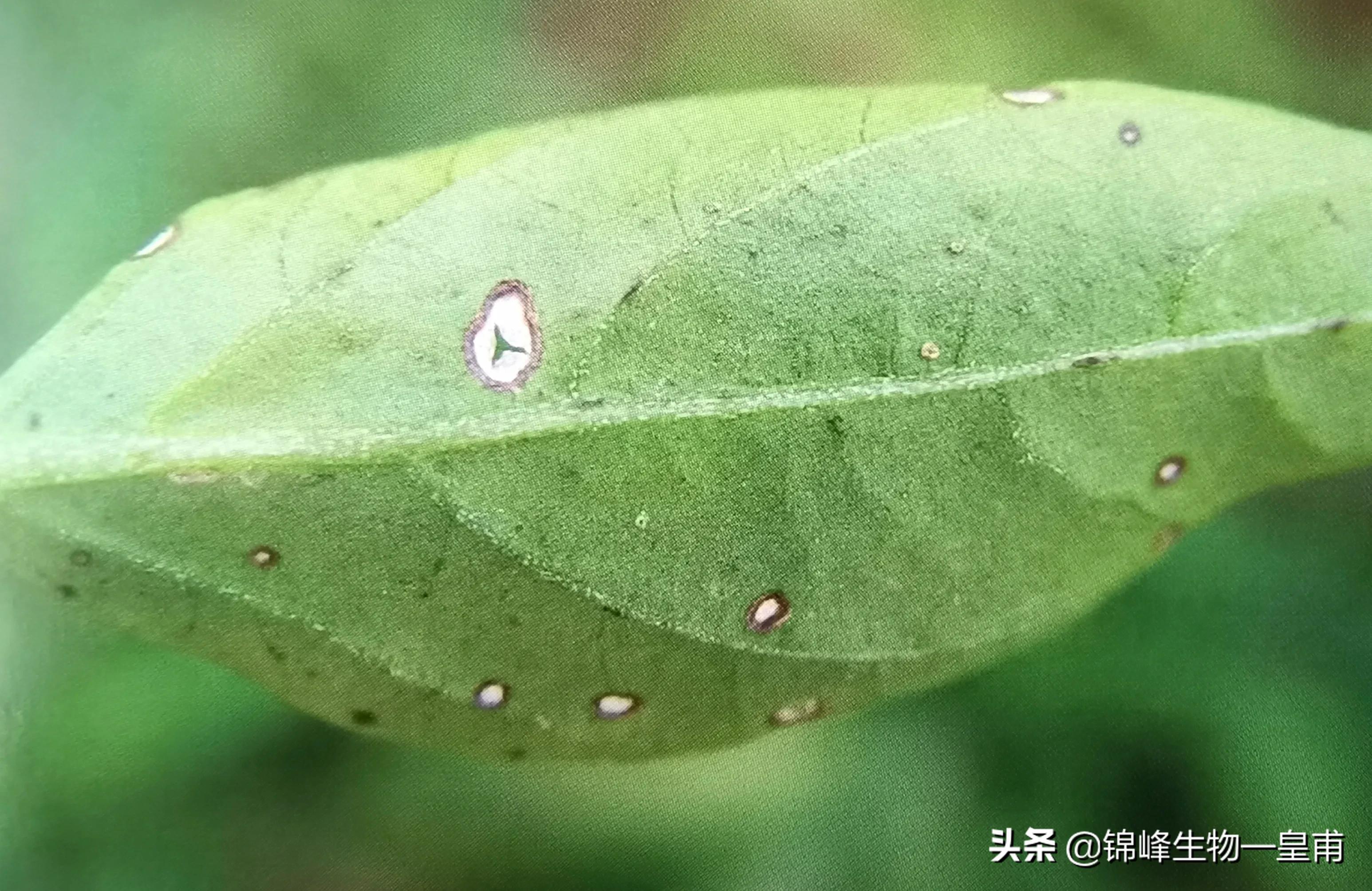 辣椒白星病用什么药治,分不清黄灯跟红灯如何解决