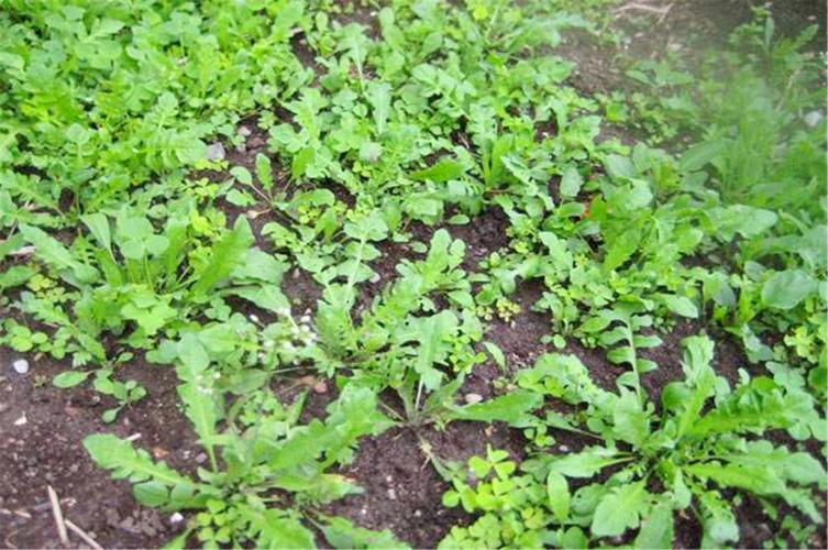 种植什么农作物最赚钱农村,农村种植什么经济作物最赚钱