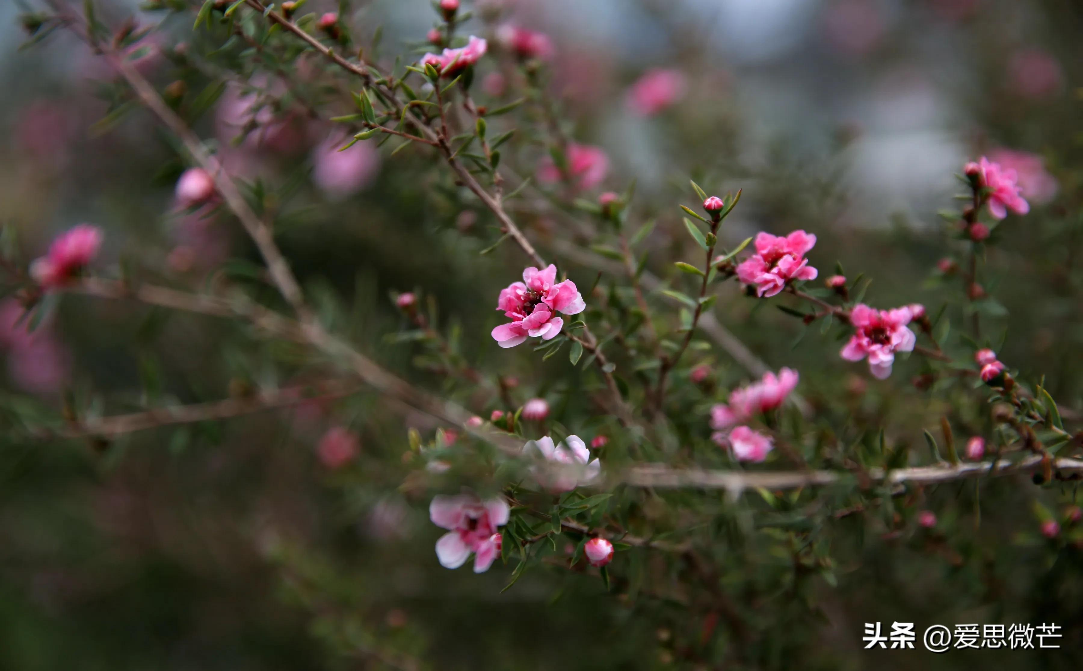 松红梅和梅花的区别,松红梅与松针梅区别