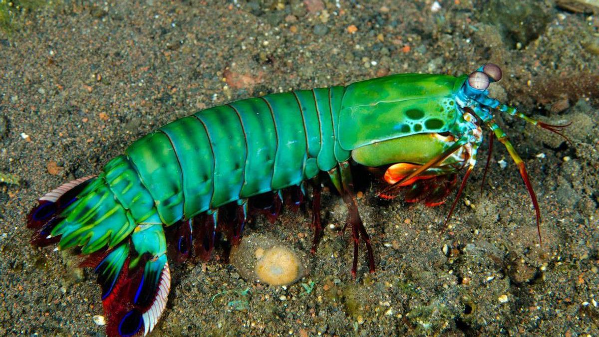 雀尾螳螂虾一秒能挥出两拳,雀尾螳螂虾的拳头堪比子弹的威力