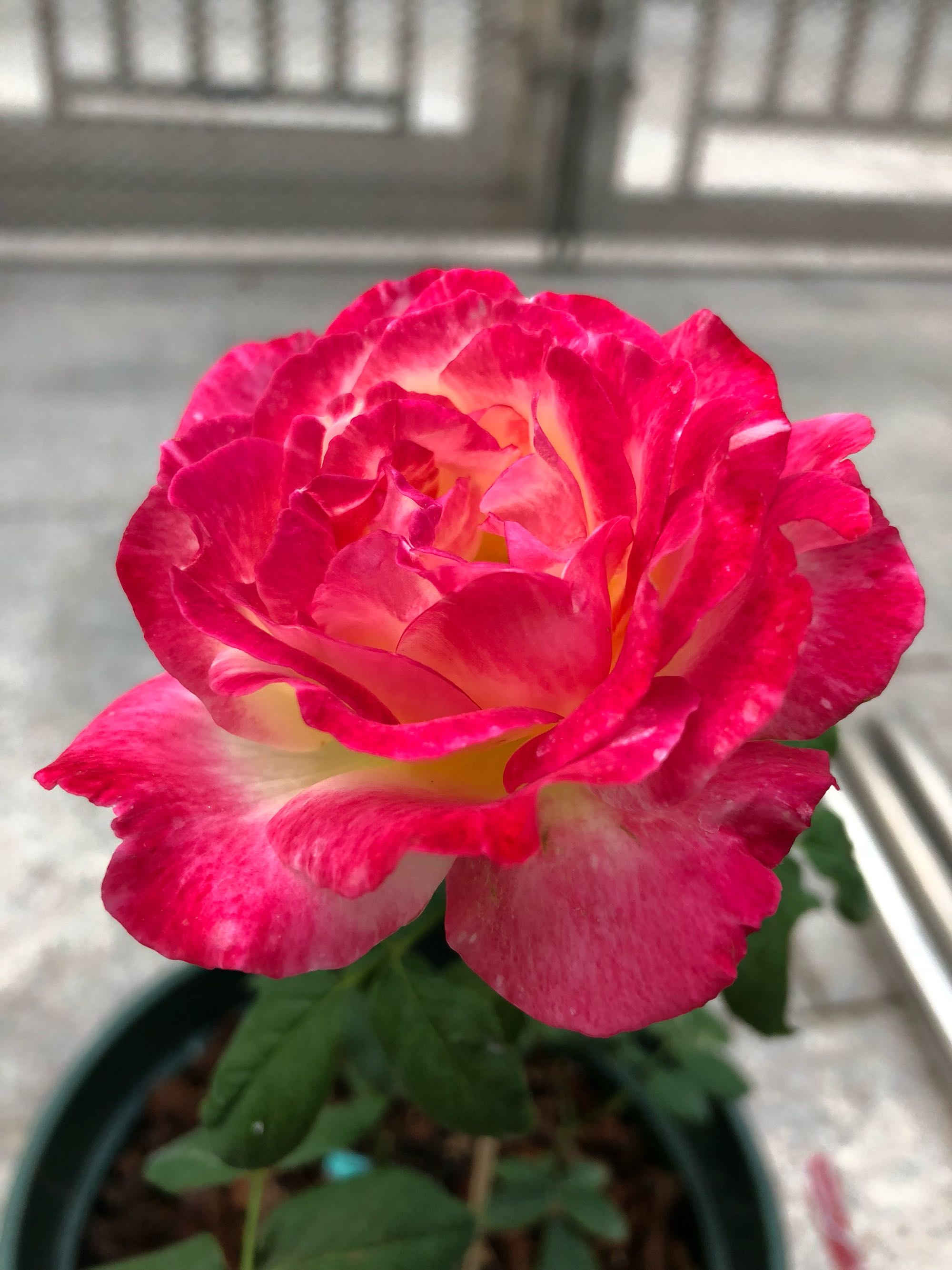 喜欢月季的好处,喜欢养花就要懂得赏花