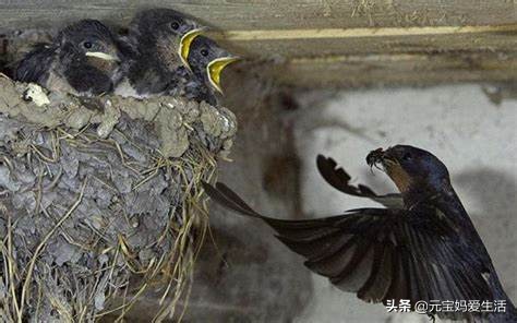 鸟窝怎么防大雨,鸟窝下雨天怎么处理