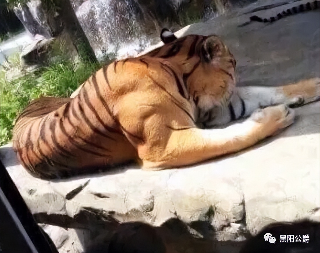 五元送出十万礼，士为知己者死！