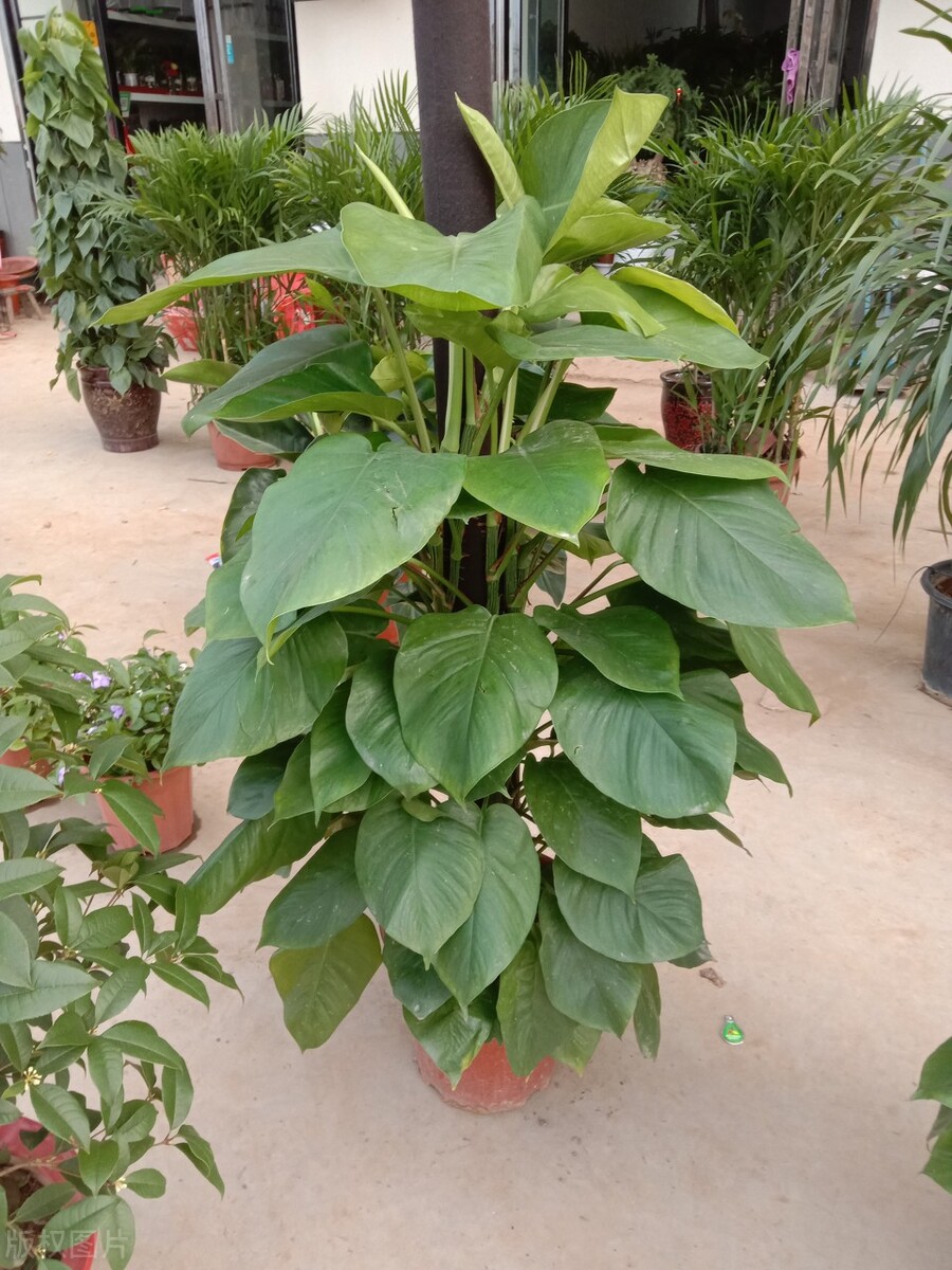 室内除甲醛最好的植物有哪些,有效除甲醛的植物有哪些