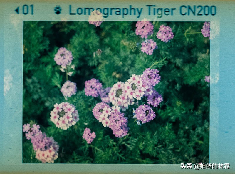 110胶卷/相机保姆级教程/相机选择/胶卷选择/冲扫店铺/实拍样片