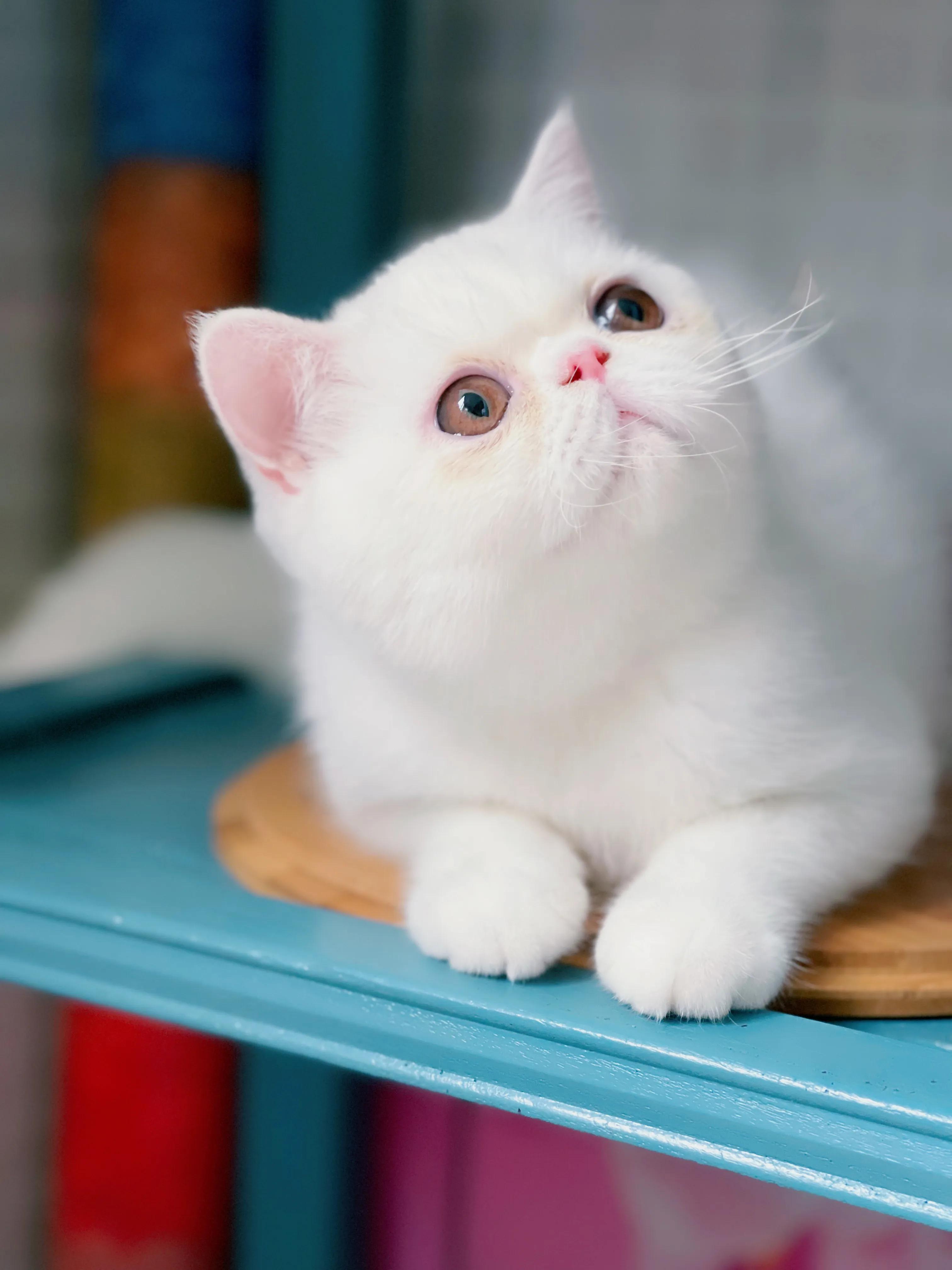 猫咪流鼻涕打喷嚏怎么回事,猫咪流鼻涕打喷嚏怎么治