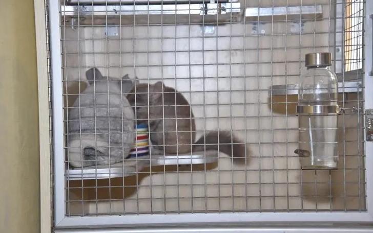 爱宠寄养时死亡，宠物店“狸猫换太子”，法院判赔精神损害