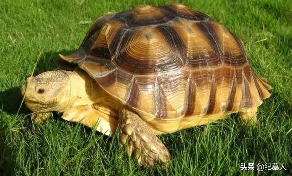 一男子捡到一只乌龟带回家养,男子在野外捡到乌龟越长越不好