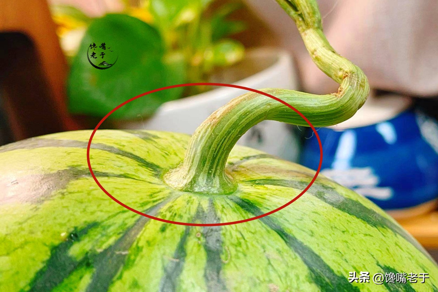 夏天买西瓜别只会拍教你3招,买西瓜要注意的几个点