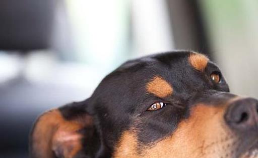 狗狗38.9是发烧吗,狗狗体温38.1算正常吗