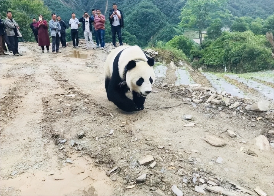 大熊猫高高成长,野生大熊猫高高学爬树