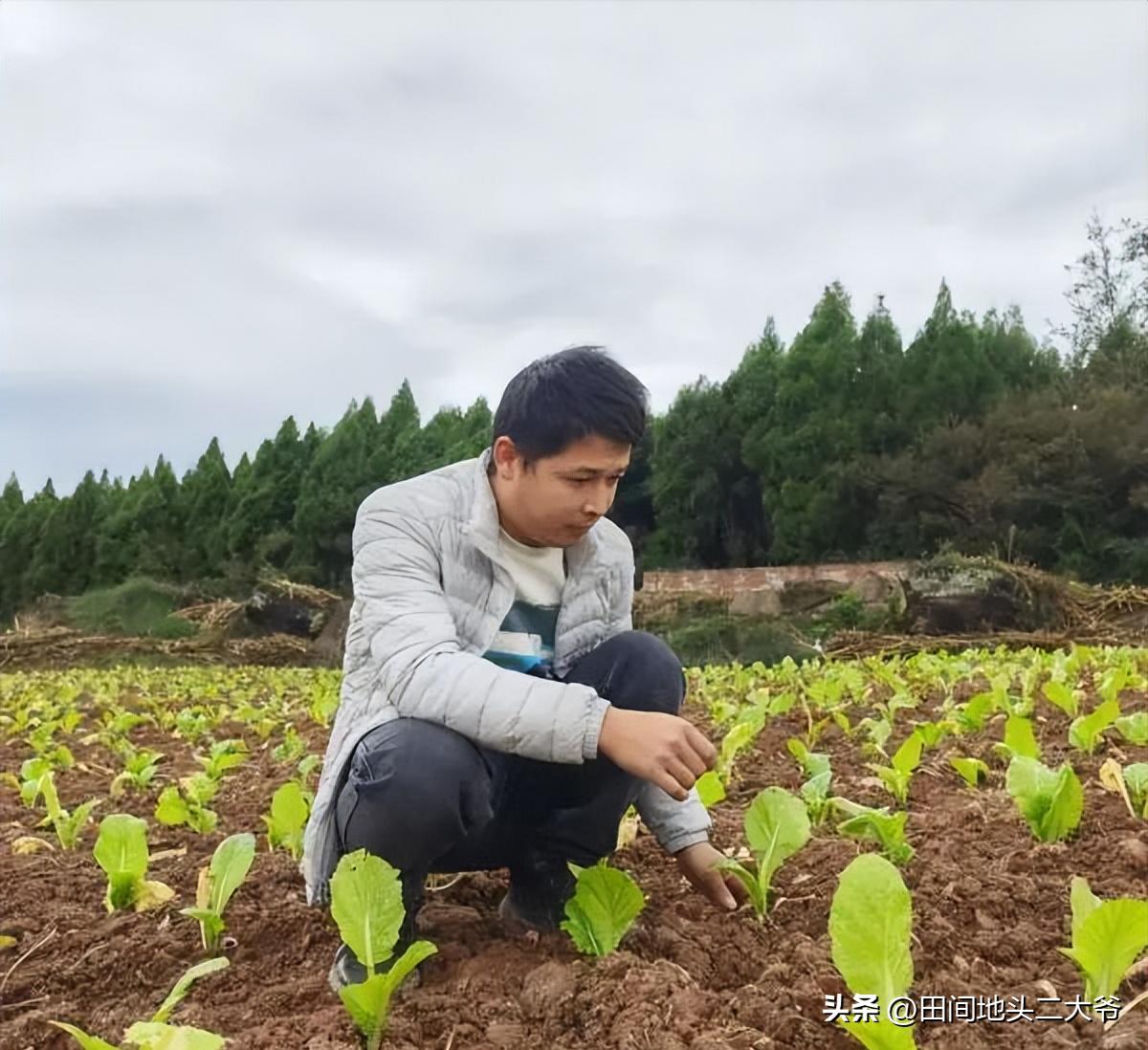 种植业最赚钱的方法,农业种植的赚钱方法有哪些