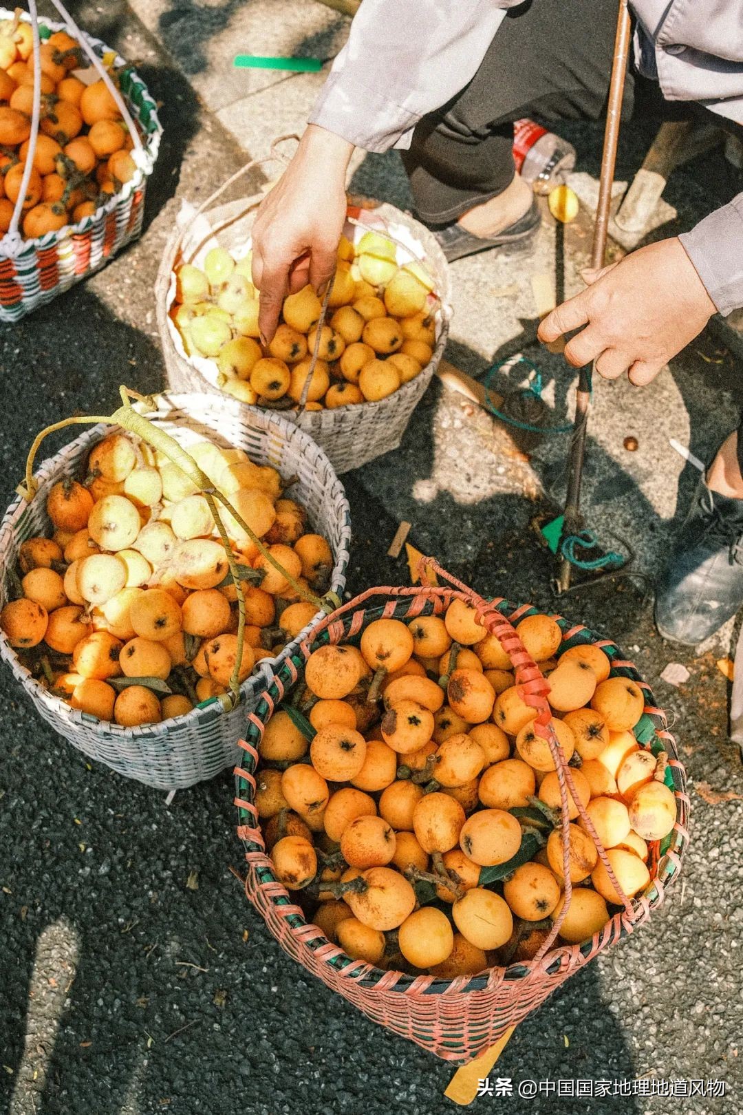 北方人认识枇杷吗,南方人有多爱嗦粉