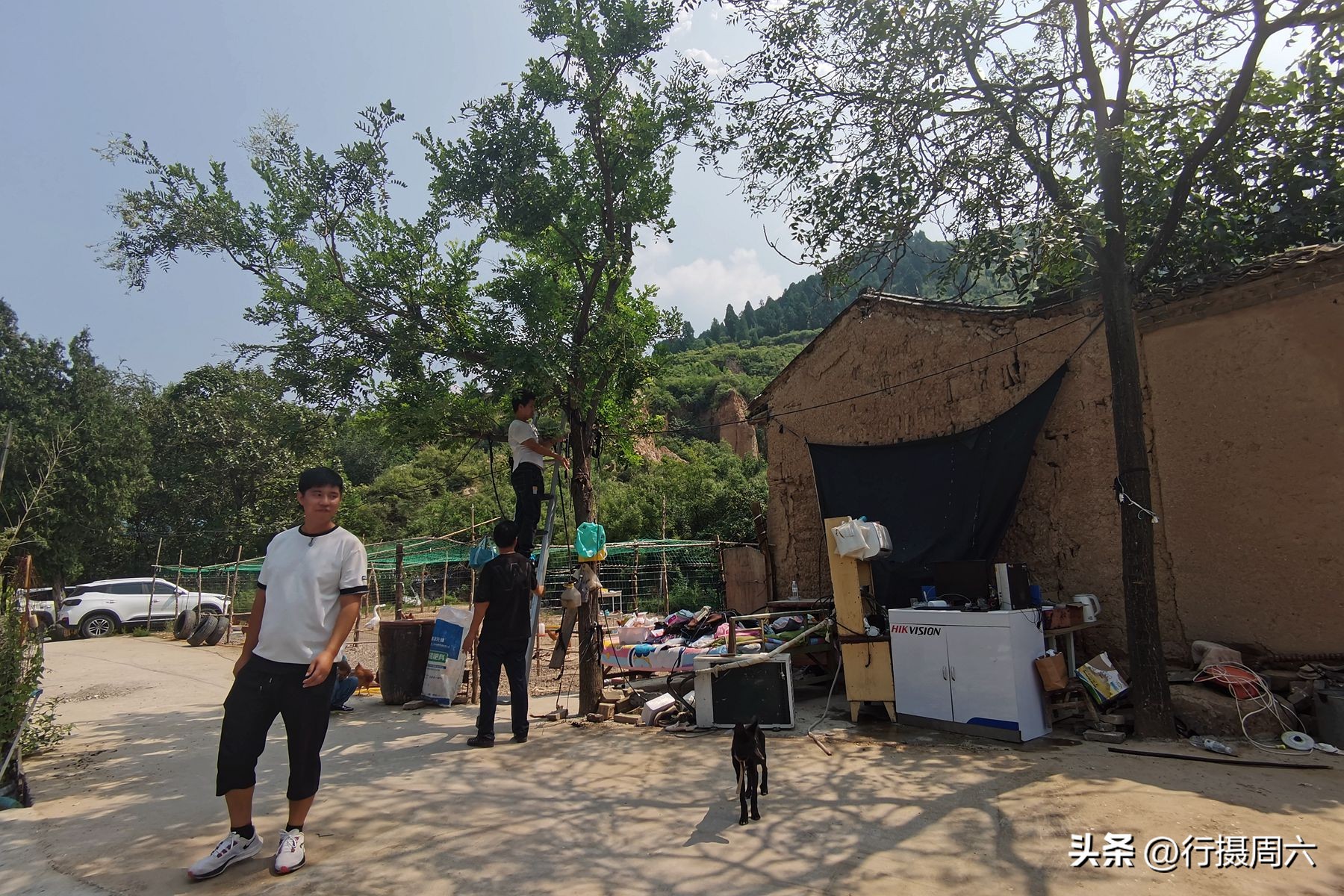 农村养跑山鸡前景,养殖1000只跑山鸡的成本和利润