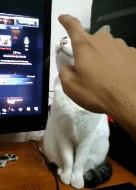 猫核酸检测有必要做吗,猫做核酸粤语视频