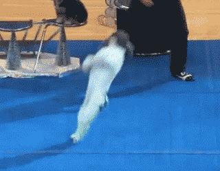 训狗基础教程狗狗咬人怎么训,训狗技巧七天训练出听话狗狗