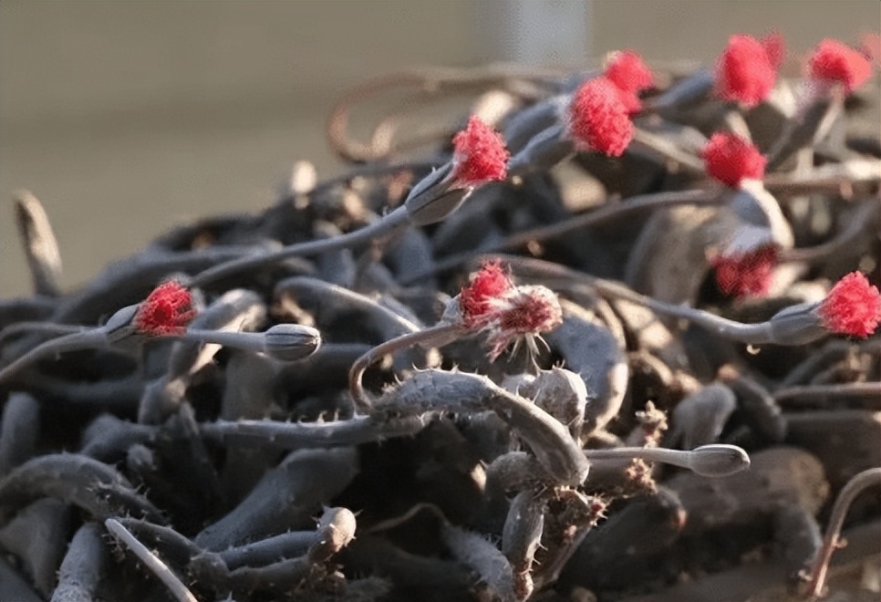 8种多肉太上头，外形独特又可爱，让人直呼太有趣了