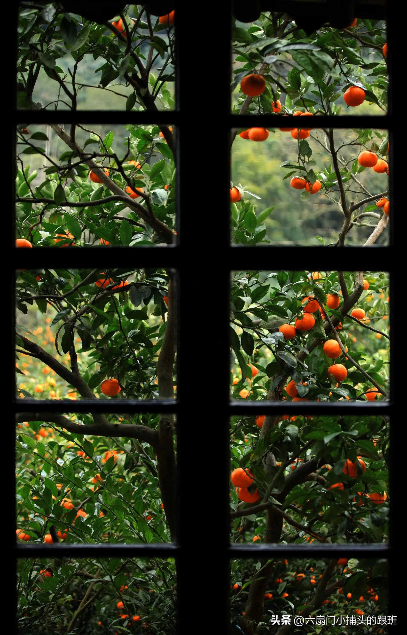 懂懂日记公众号,懂懂日记全集解说