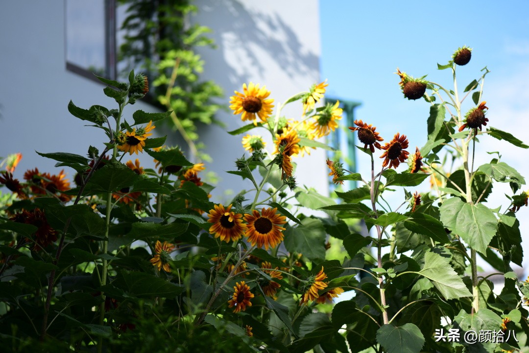 流放到菜地的花儿们，尽情绽放吧，不管在哪里｜园丁