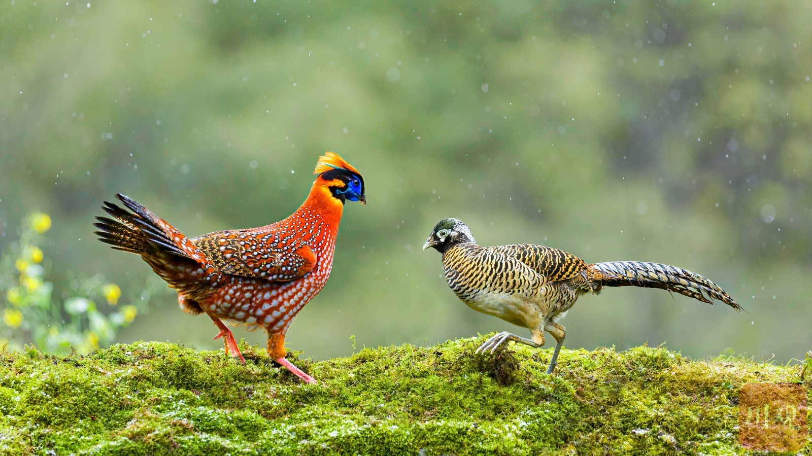 宜宾市屏山——鸟踏春色