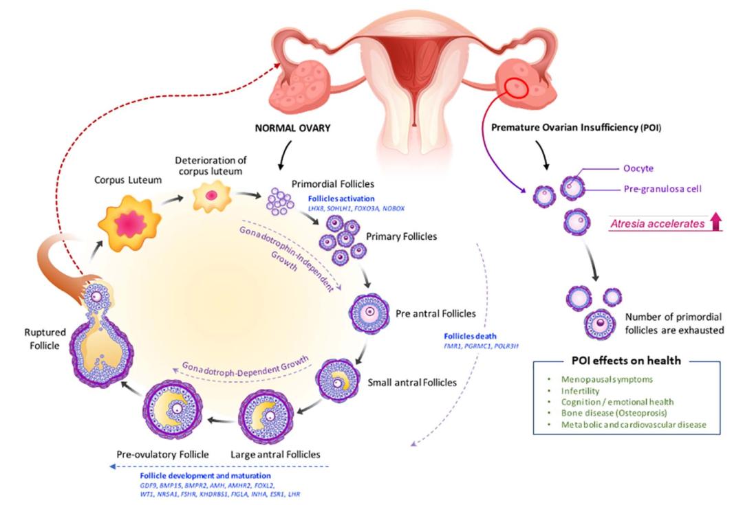 卵巢早衰与微生物群，营养治疗新进展