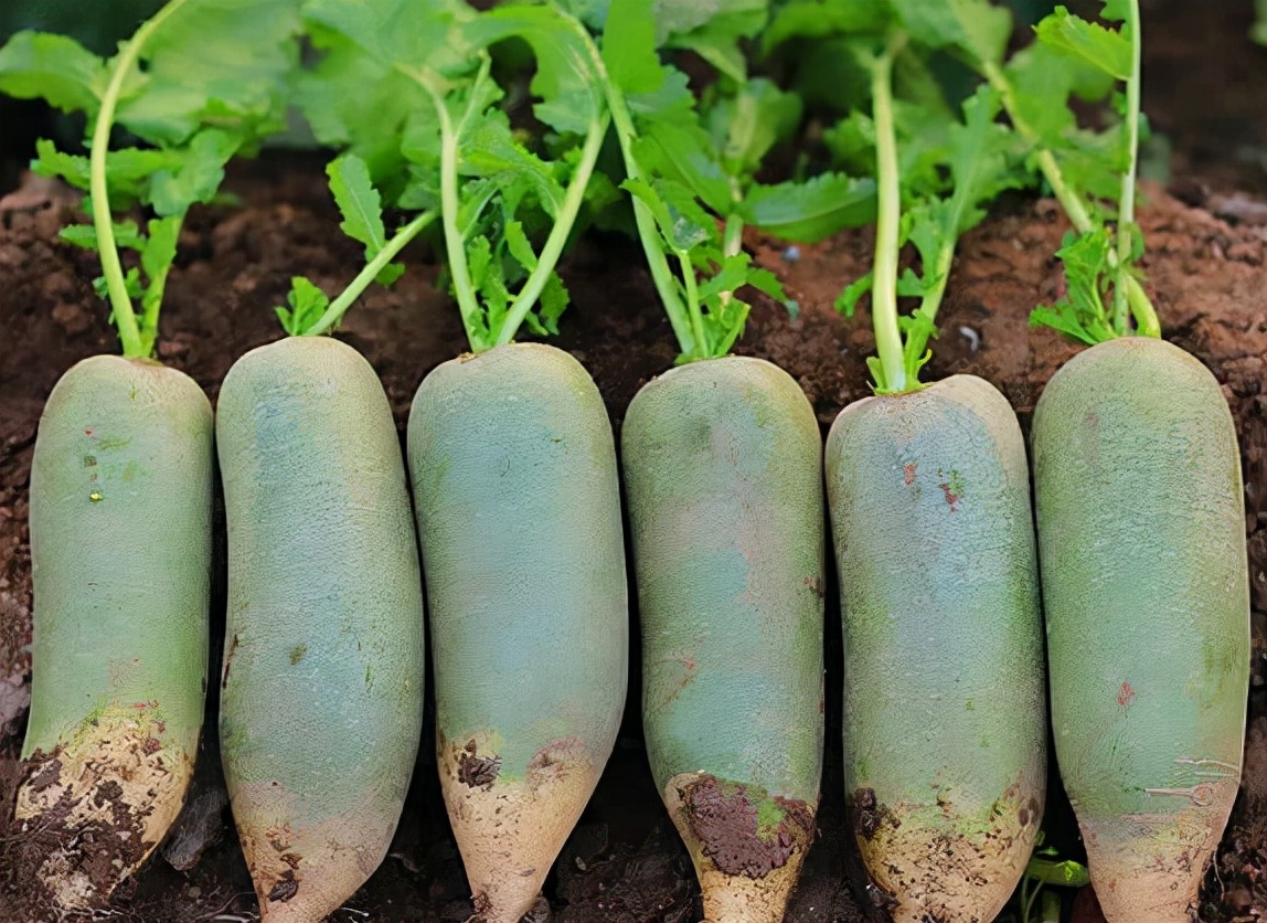 过去只能当菜吃，如今当水果卖，改名“水果萝卜”，成北上广新宠