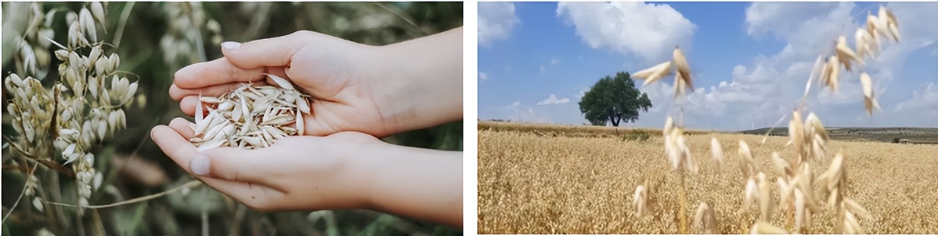 不吃淀粉和糖类食物可以减肥吗,减肥不吃淀粉和糖吃什么