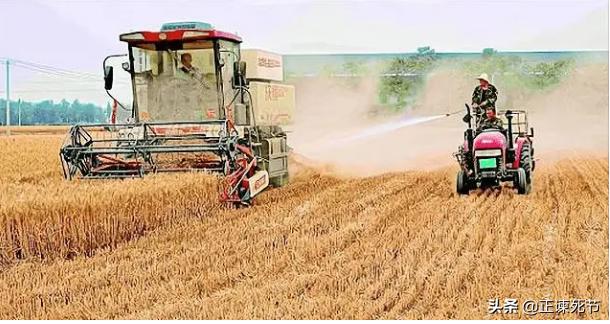 通过毛主席文选看教授专家们对于小麦卖青贮存建议处罚的乱象