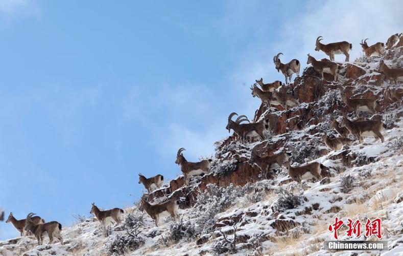 悬羊*仇报**｜祁连山黄药仙说：谁说羊都怕狼？悬羊斗狼令人叫绝